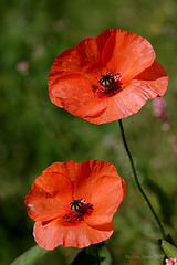 poppies_002