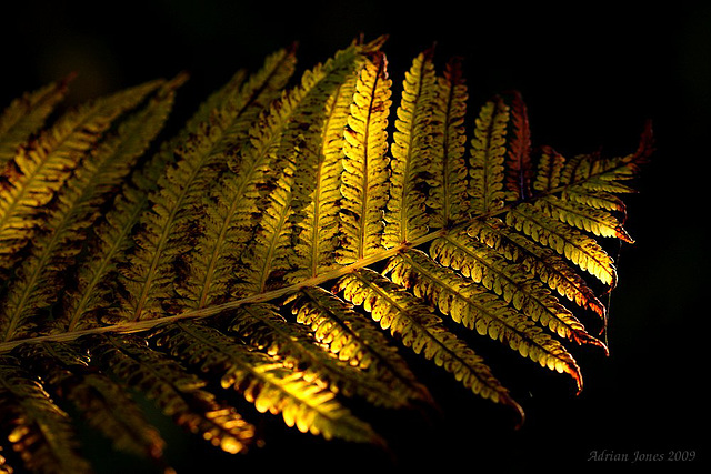 fern_001