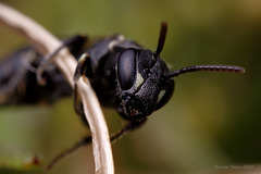 Hylaeus species (Female)