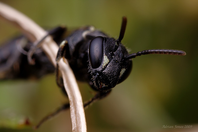 Hylaeus species (Female)