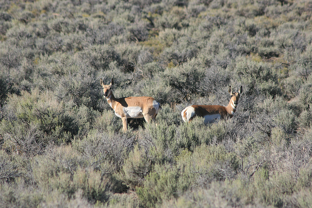 Pronghorns