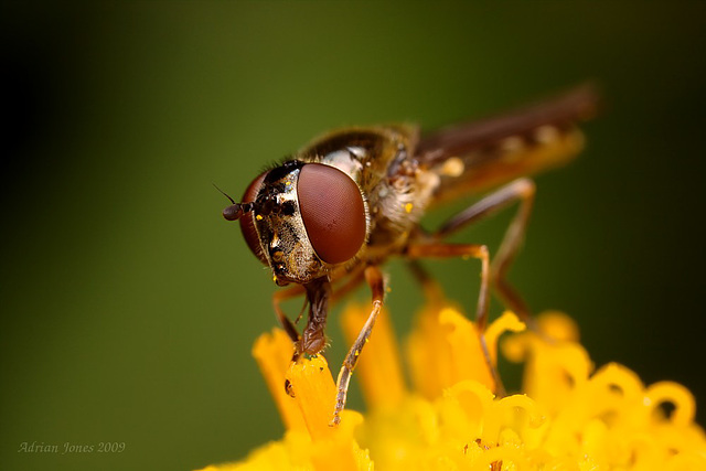 hoverfly_006