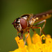 hoverfly_006