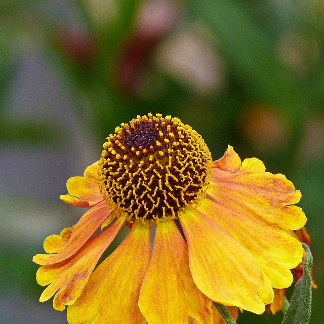 Sneezeweed / Helenium