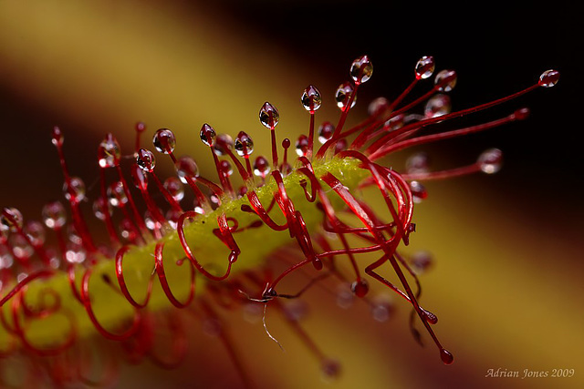 drosera_capensis_001