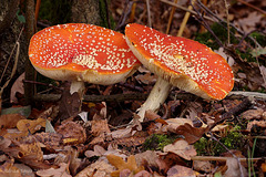 Fly Agaric. (Amanita muscaria)