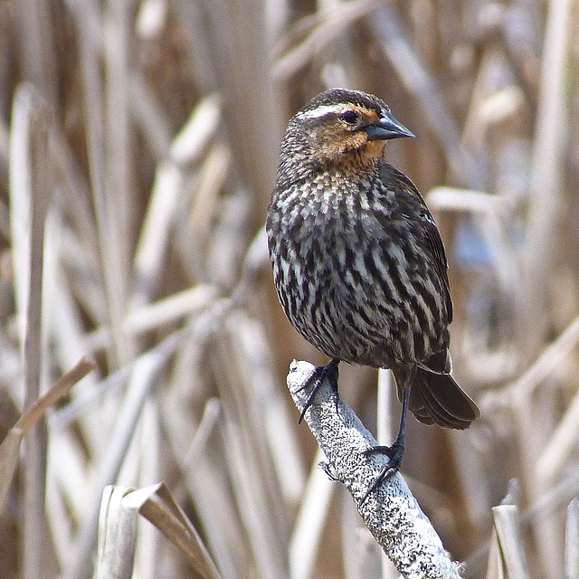 Red-winged Blackbird female