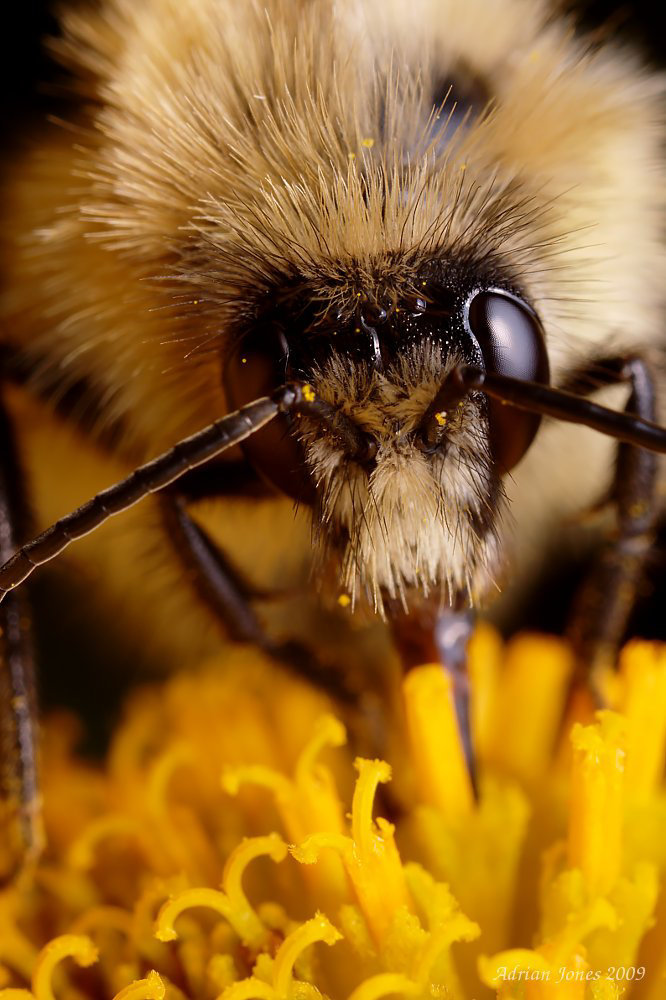 bumble_bee_003