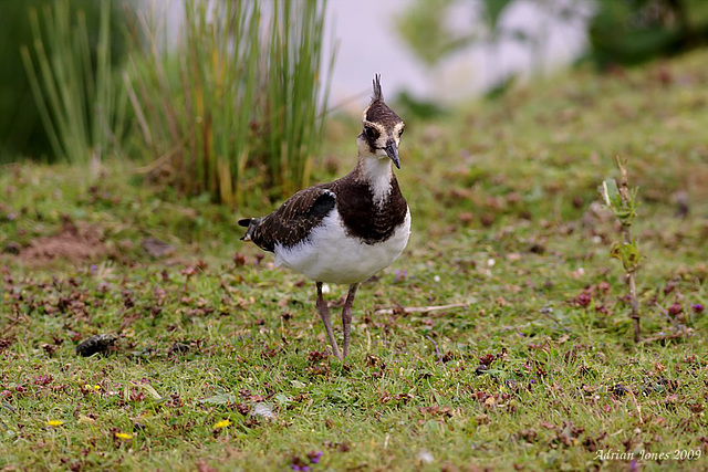 lapwing_004