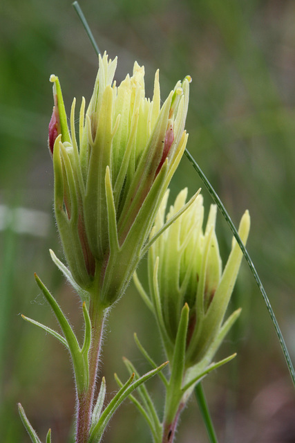 Thompson's Paintbrush