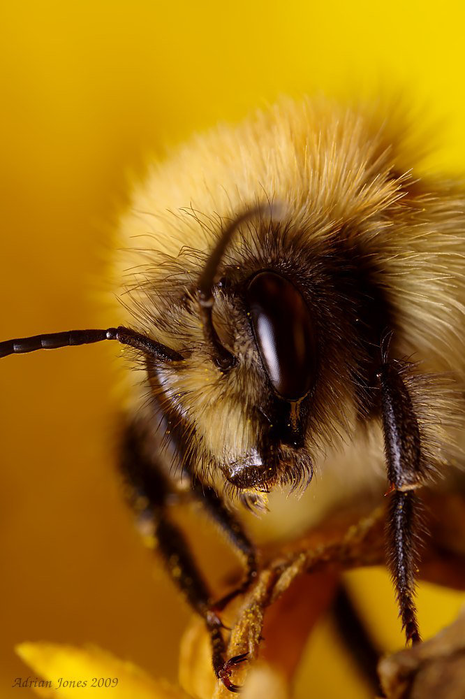 bumble_bee_001