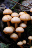 toadstools_005