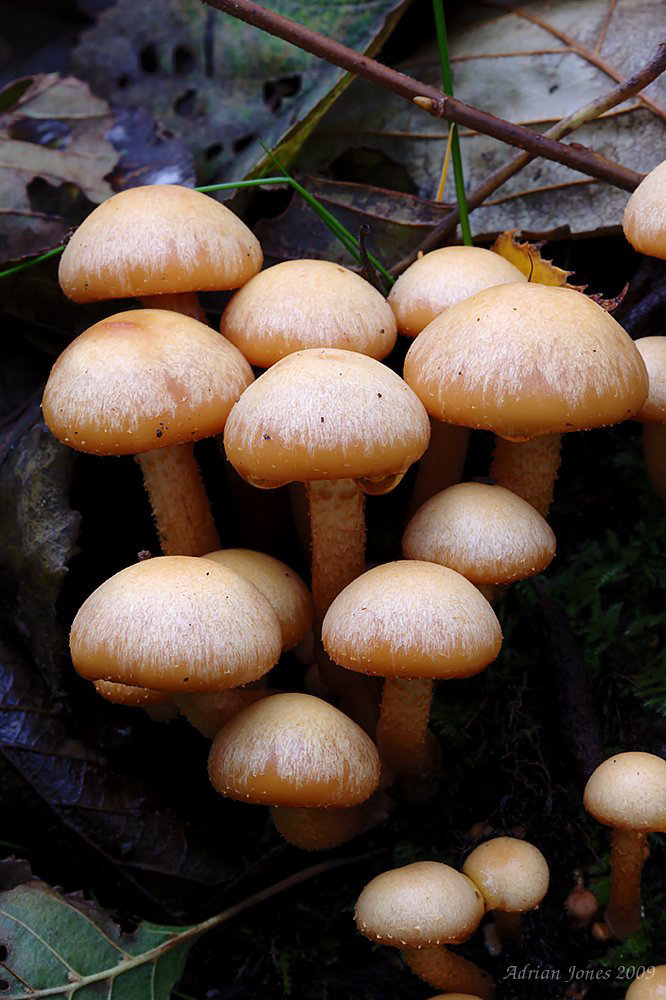 toadstools_005