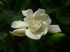 Gardenia