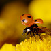 ladybird_002