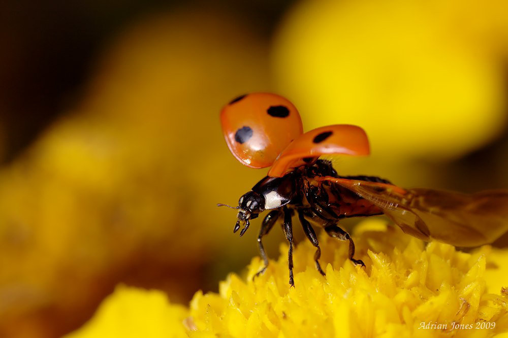 ladybird_002