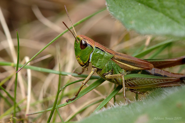 Meadow grasshopper (Chorthippus parallelus)