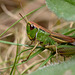 Meadow grasshopper (Chorthippus parallelus)