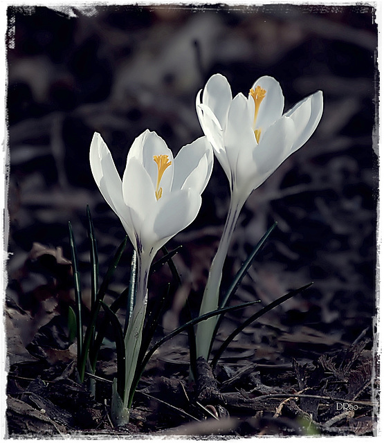 Crocus