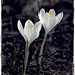 Crocus