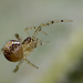 Tiny Orbweb Spider