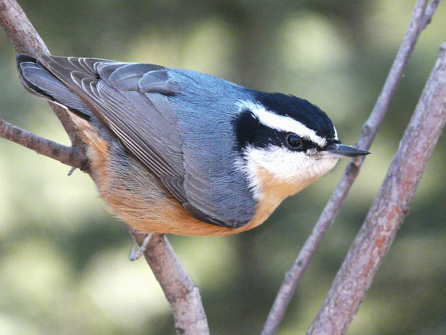 Red-breasted Nuthatch