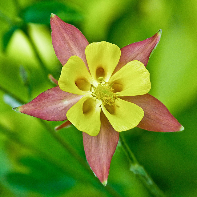 Columbine