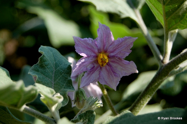 20070227-0163 Solanum melongena L.