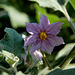 20070227-0163 Solanum melongena L.
