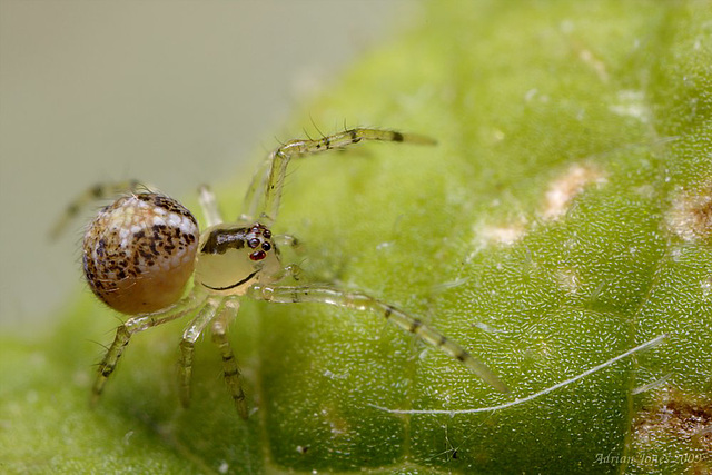 Tiny Orbweb Spider