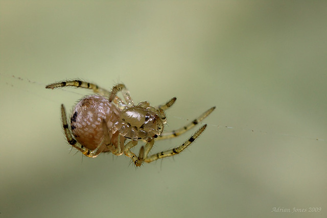 Tiny Orbweb Spider