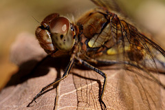 dragonfly_001