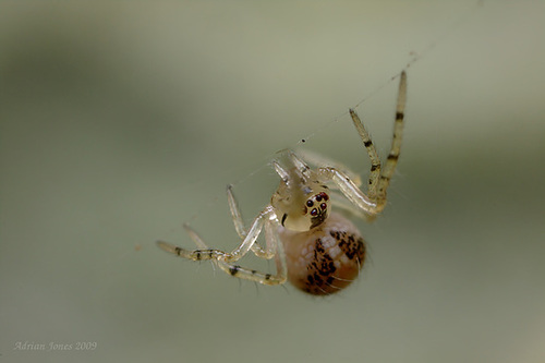 Tiny Orbweb Spider