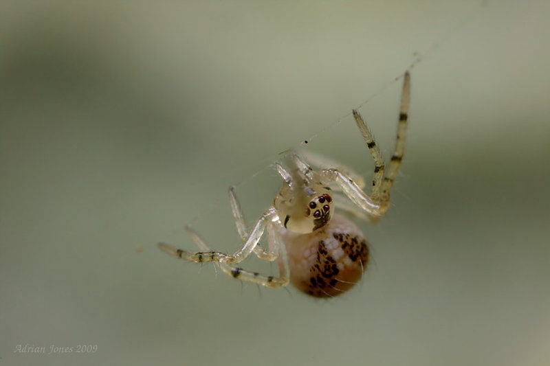 Tiny Orbweb Spider