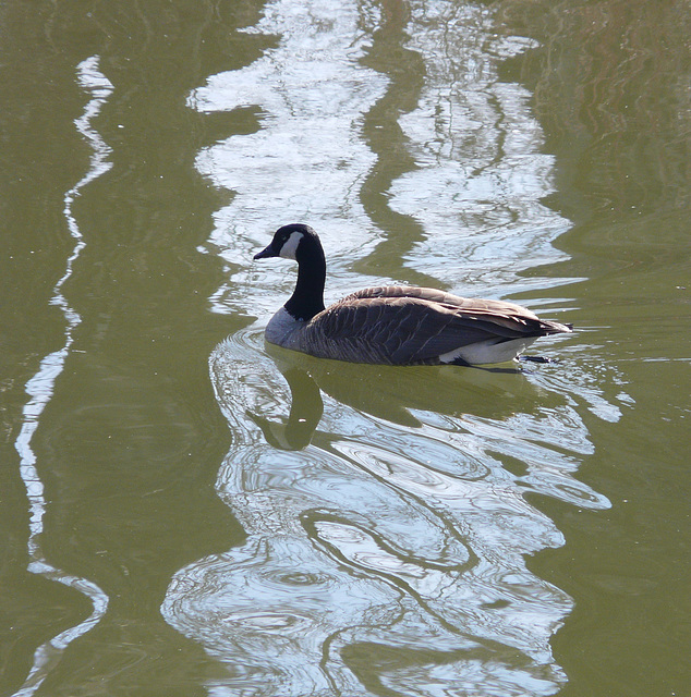 Morning reflections