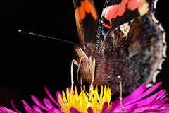 red_admiral_002
