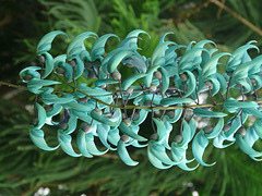 Jade Vine chandelier