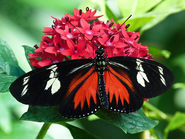 Doris Longwing / Laparus doris viridis