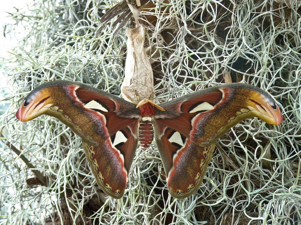 Atlas Moth, Attacus atlas