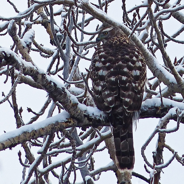 Northern Goshawk juvenile