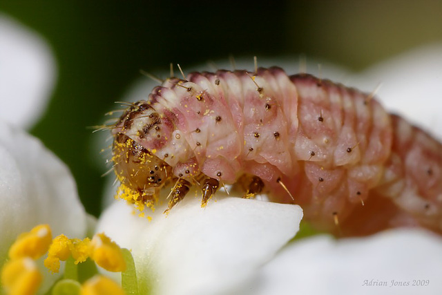 Geometrid Moth Larva