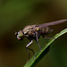 green_eyed_fly_001