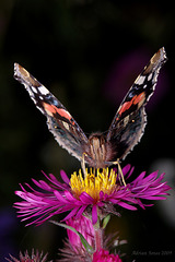 red_admiral_001