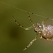 Tiny Orbweb Spider