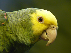 Yellow-headed Amazon Parrot
