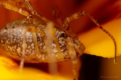 harvestman_002