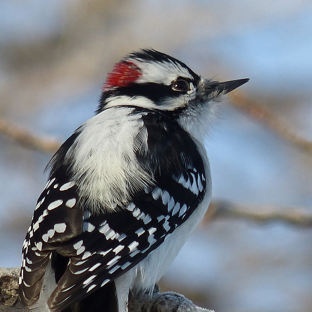 Downy Woodpecker