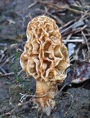 Morel