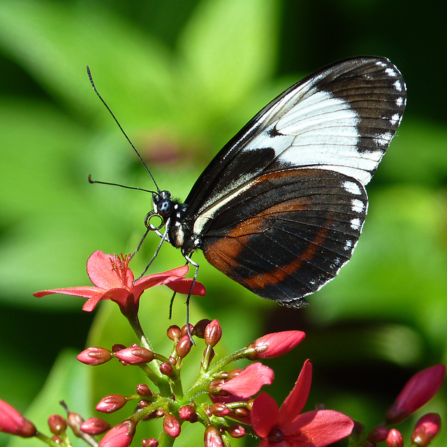 Heliconius cydno