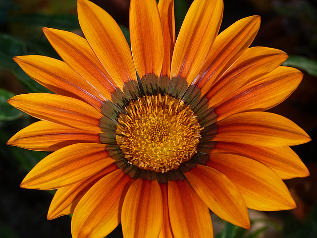 Gazing at a Gazania